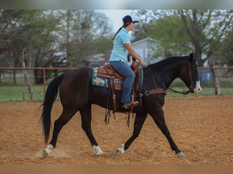 American Quarter Horse Ruin 9 Jaar 155 cm Zwart in Rusk Tx
