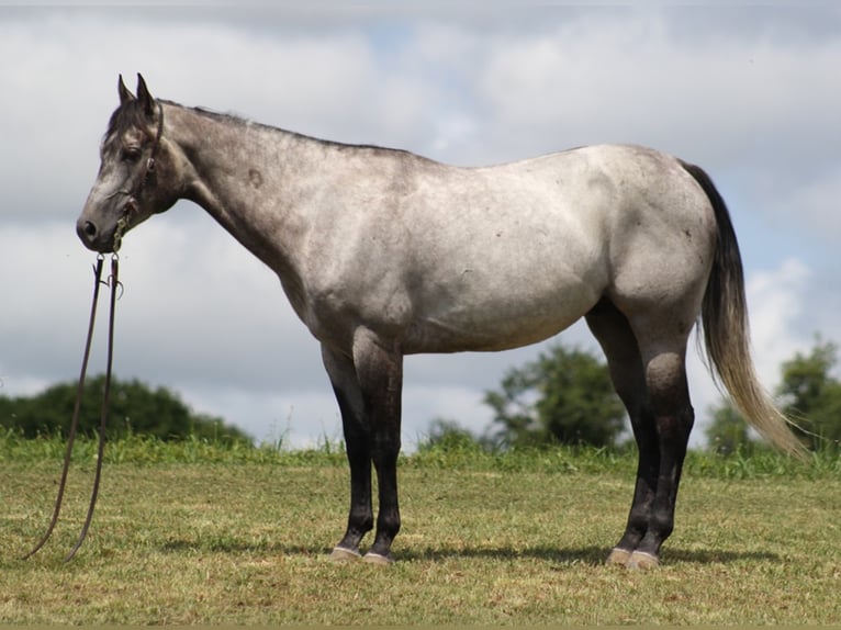 American Quarter Horse Ruin 9 Jaar 157 cm Appelschimmel in Brodehead KY