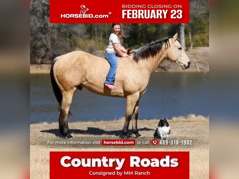 American Quarter Horse Ruin 9 Jaar 157 cm Buckskin in Forney