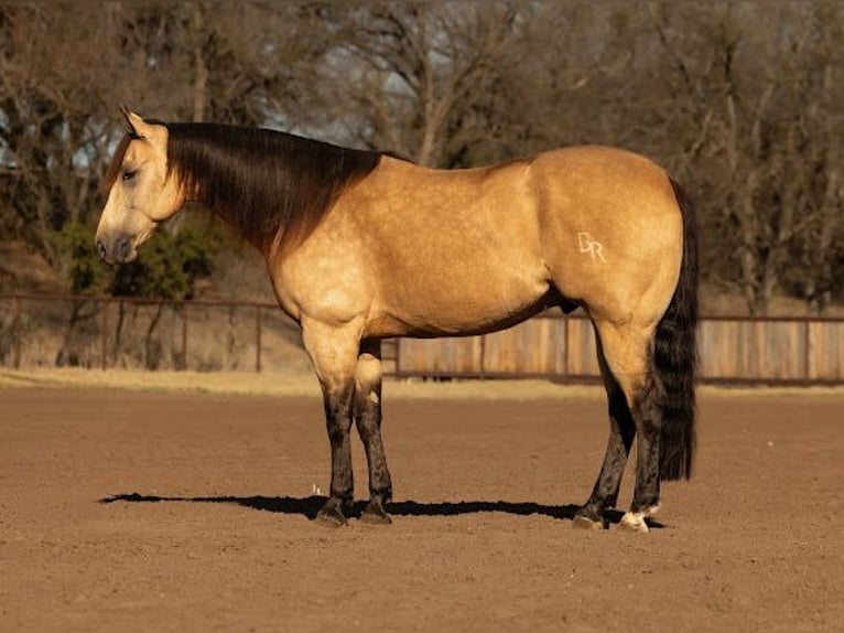 American Quarter Horse Ruin 9 Jaar 157 cm Buckskin in Weatherford