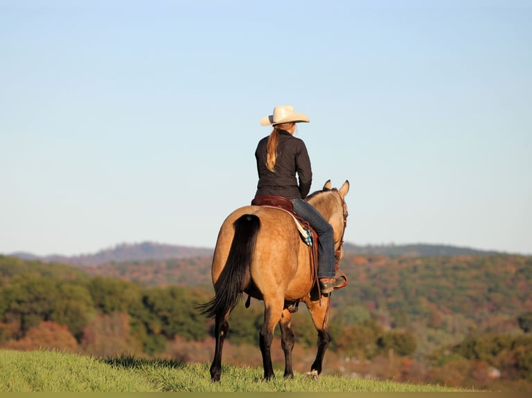 American Quarter Horse Ruin 9 Jaar 157 cm Buckskin in Clarion