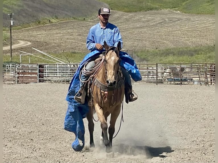 American Quarter Horse Ruin 9 Jaar 157 cm Buckskin in Bitterwater CA