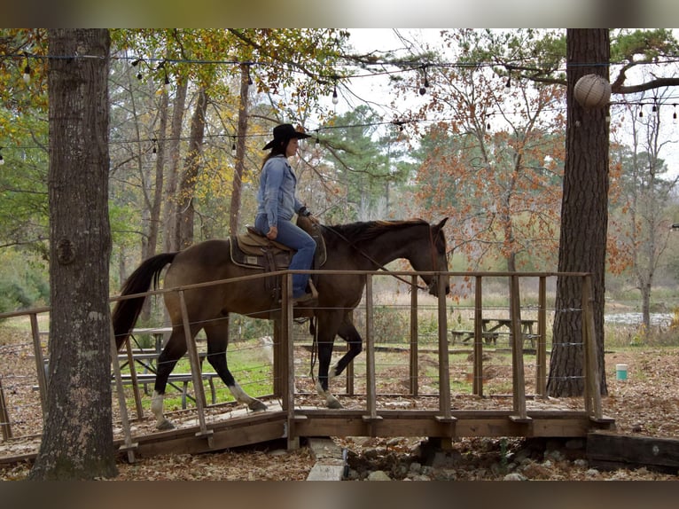 American Quarter Horse Ruin 9 Jaar 157 cm Buckskin in RUsk TX