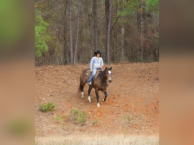 American Quarter Horse Ruin 9 Jaar 157 cm Buckskin in RUsk TX