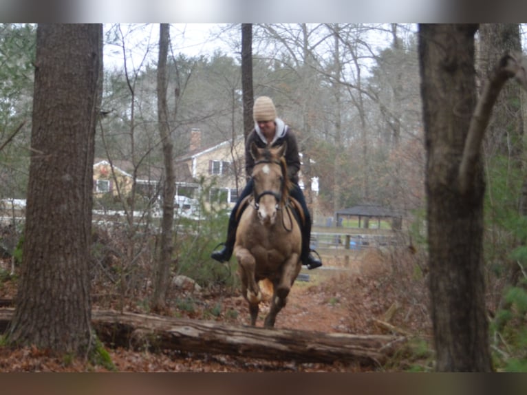 American Quarter Horse Ruin 9 Jaar 157 cm Champagne in Middleboro