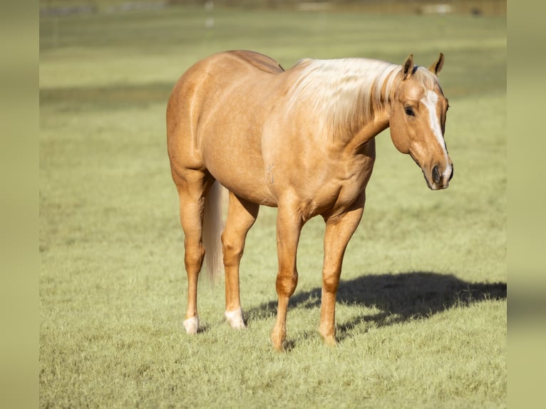 American Quarter Horse Ruin 9 Jaar 157 cm Palomino in Weatherford