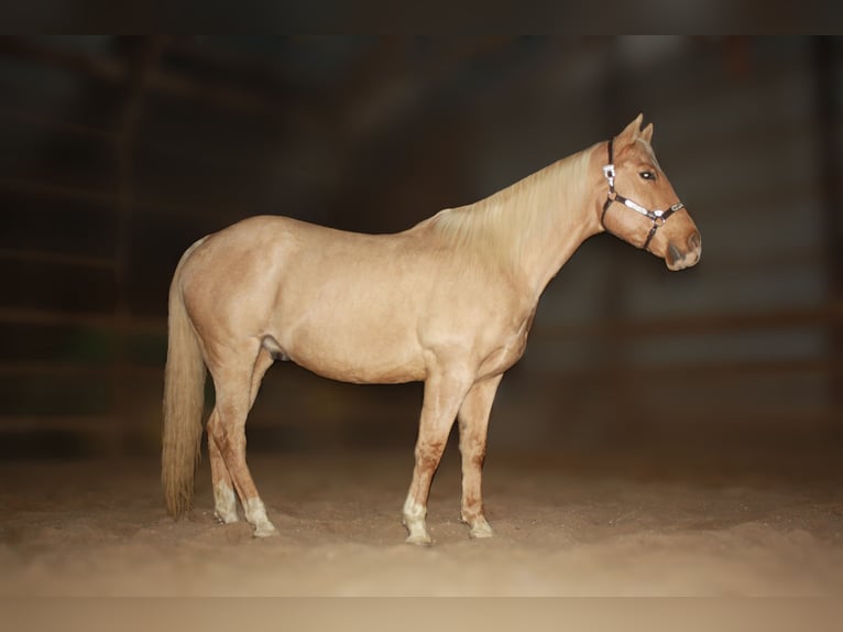 American Quarter Horse Ruin 9 Jaar 157 cm Palomino in Fergus Falls, MN