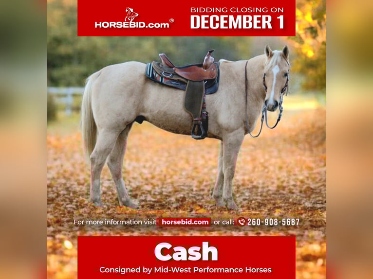 American Quarter Horse Ruin 9 Jaar 157 cm Palomino in Saint Joe