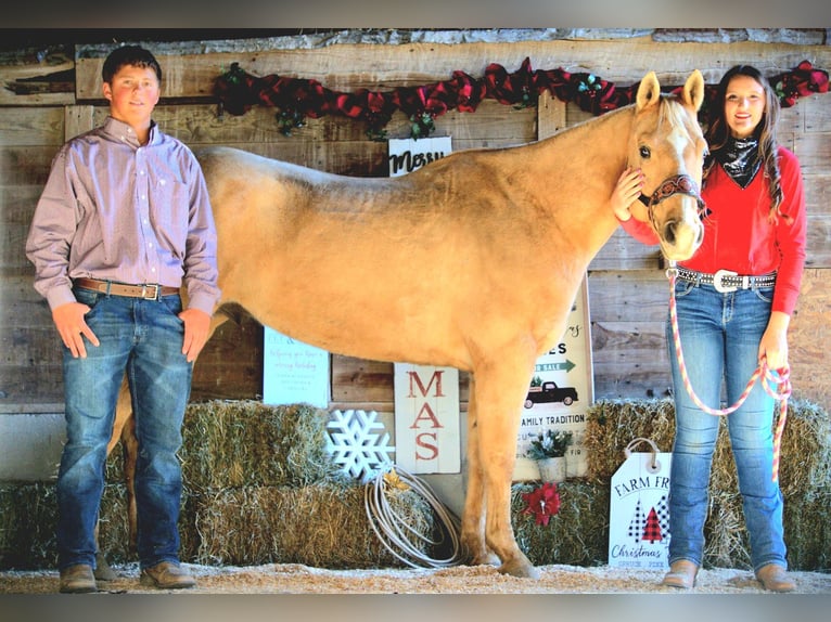 American Quarter Horse Ruin 9 Jaar 157 cm Palomino in Saint Joe