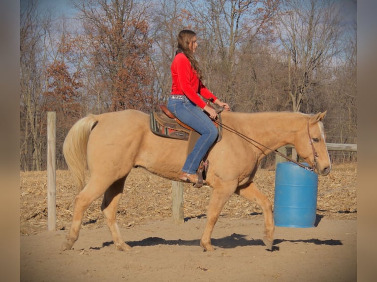 American Quarter Horse Ruin 9 Jaar 157 cm Palomino in Saint Joe
