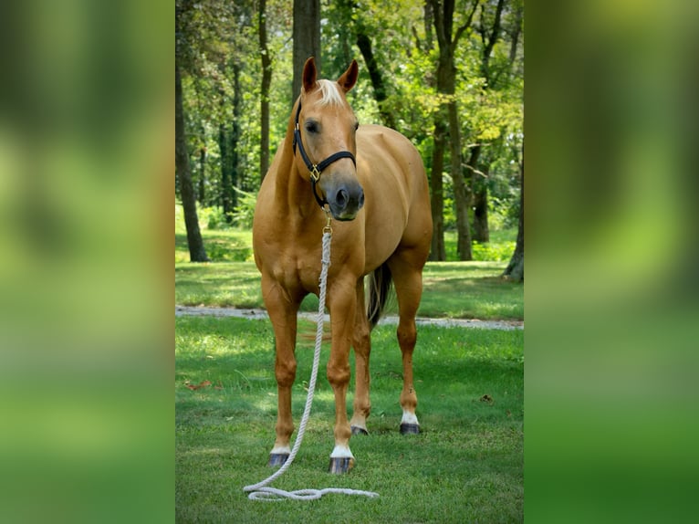 American Quarter Horse Ruin 9 Jaar 157 cm Palomino in shobonier, IL