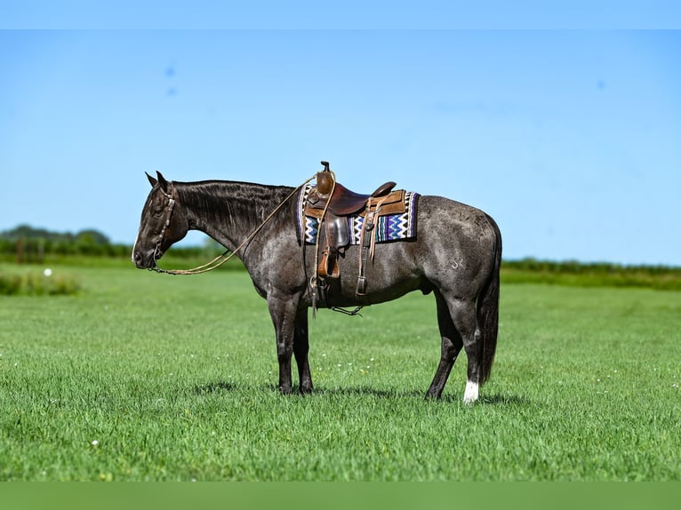 American Quarter Horse Ruin 9 Jaar 157 cm Roan-Blue in Sioux Falls, SD
