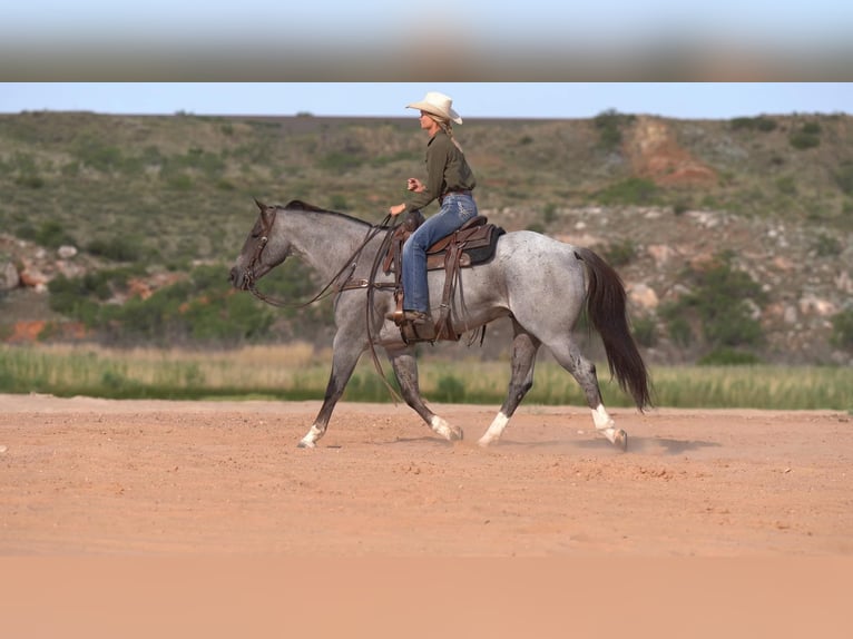 American Quarter Horse Ruin 9 Jaar 157 cm Roan-Red in Canyon TX