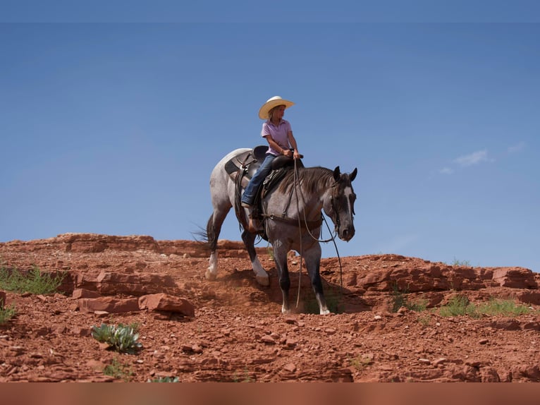 American Quarter Horse Ruin 9 Jaar 157 cm Roan-Red in Canyon TX