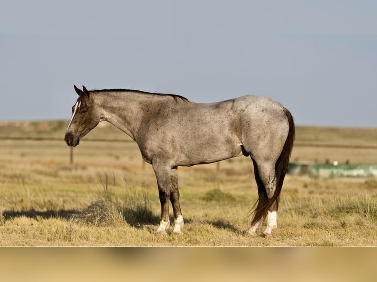 American Quarter Horse Ruin 9 Jaar 157 cm Roan-Red in Canyon TX