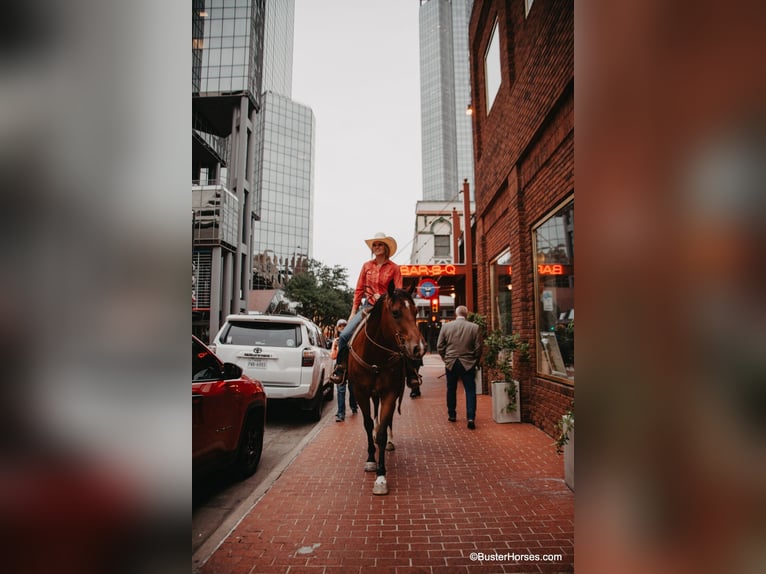 American Quarter Horse Ruin 9 Jaar 157 cm Roodbruin in Weatherford TX