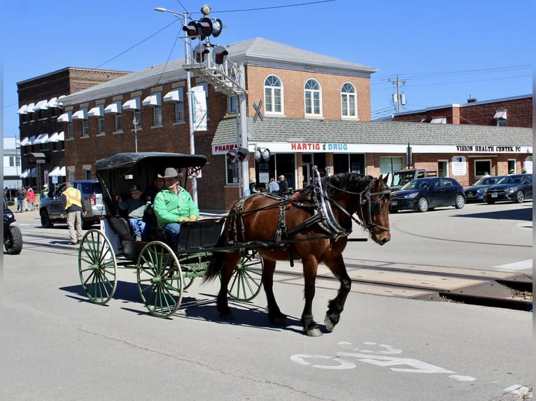 American Quarter Horse Mix Ruin 9 Jaar 157 cm Roodbruin in La Motte, IA