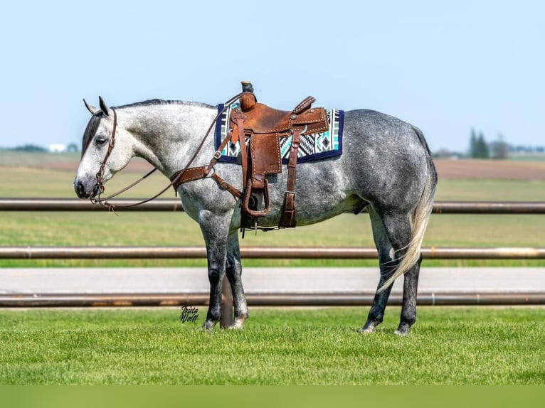 American Quarter Horse Ruin 9 Jaar 157 cm Schimmel in Kalispell