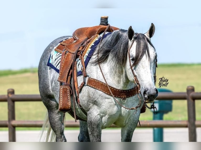 American Quarter Horse Ruin 9 Jaar 157 cm Schimmel in Kalispell