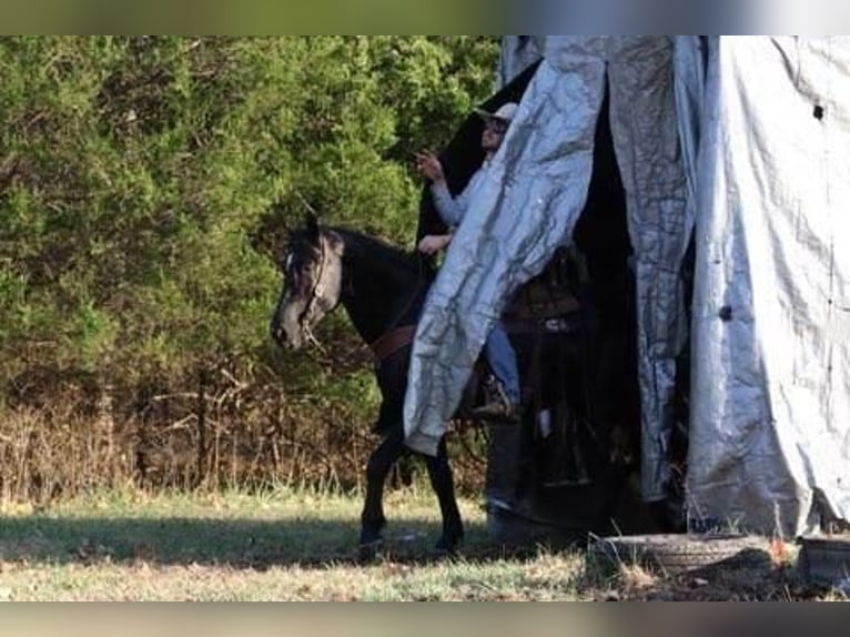 American Quarter Horse Mix Ruin 9 Jaar 157 cm Zwart in Purdy, MO