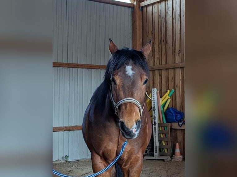 American Quarter Horse Ruin 9 Jaar 159 cm Bruin in Beutelsbach