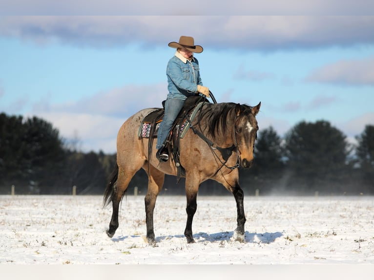 American Quarter Horse Ruin 9 Jaar 160 cm Buckskin in Clarion