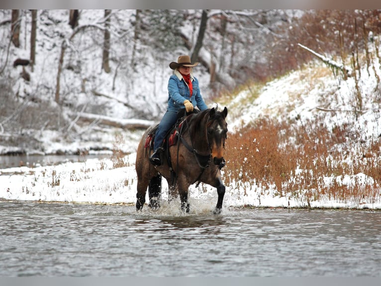 American Quarter Horse Ruin 9 Jaar 160 cm Buckskin in Clarion