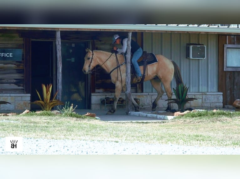 American Quarter Horse Ruin 9 Jaar 160 cm Buckskin in Weatherford