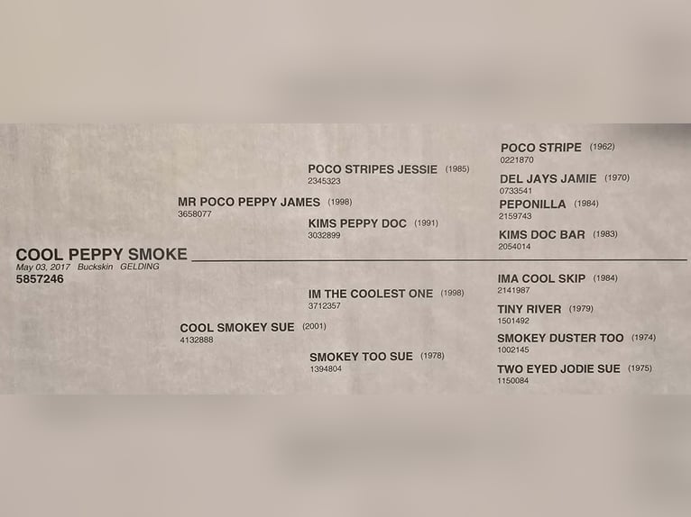 American Quarter Horse Ruin 9 Jaar 160 cm Buckskin in Weatherford