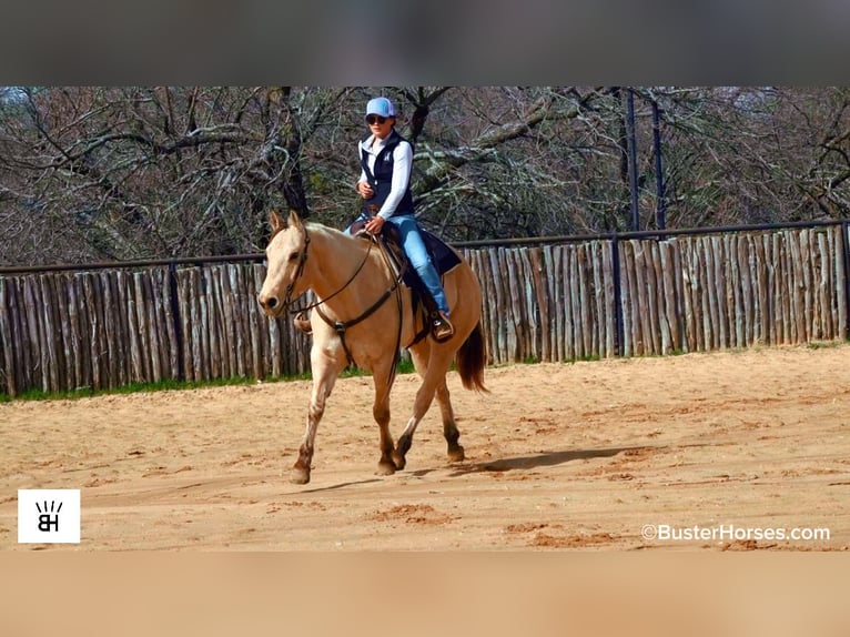 American Quarter Horse Ruin 9 Jaar 160 cm Buckskin in Weatherford