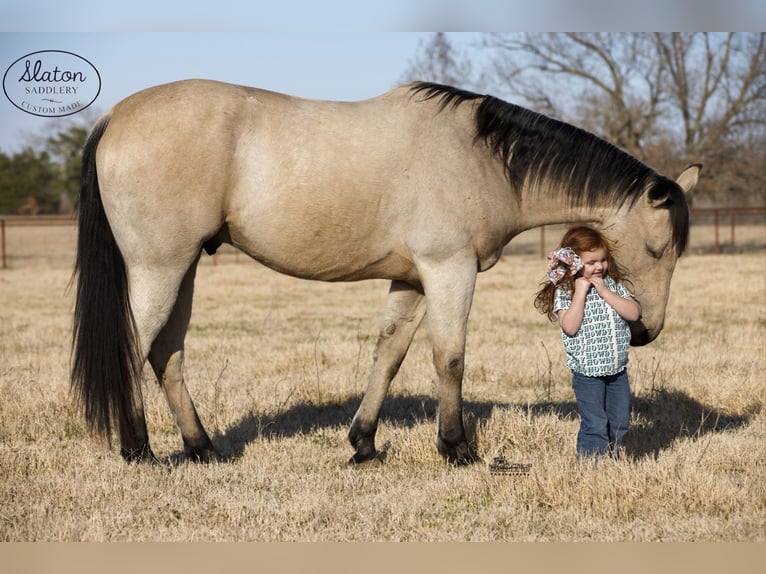 American Quarter Horse Ruin 9 Jaar 160 cm Buckskin in Canton, TX