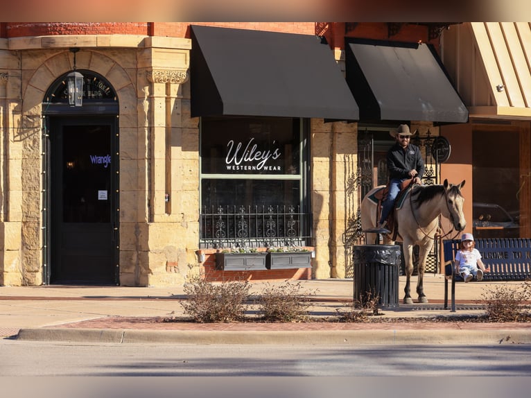 American Quarter Horse Ruin 9 Jaar 160 cm Buckskin in Canton, TX