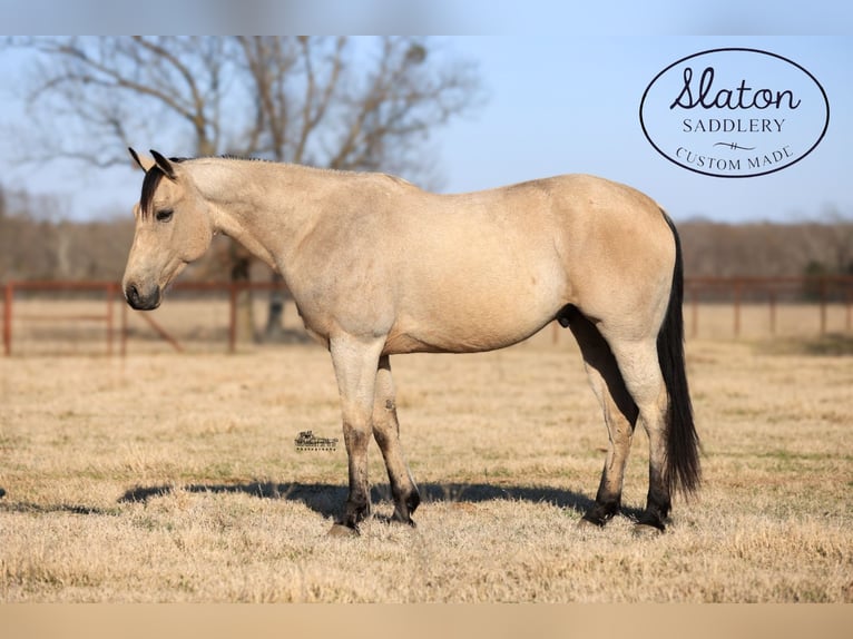 American Quarter Horse Ruin 9 Jaar 160 cm Buckskin in Canton, TX