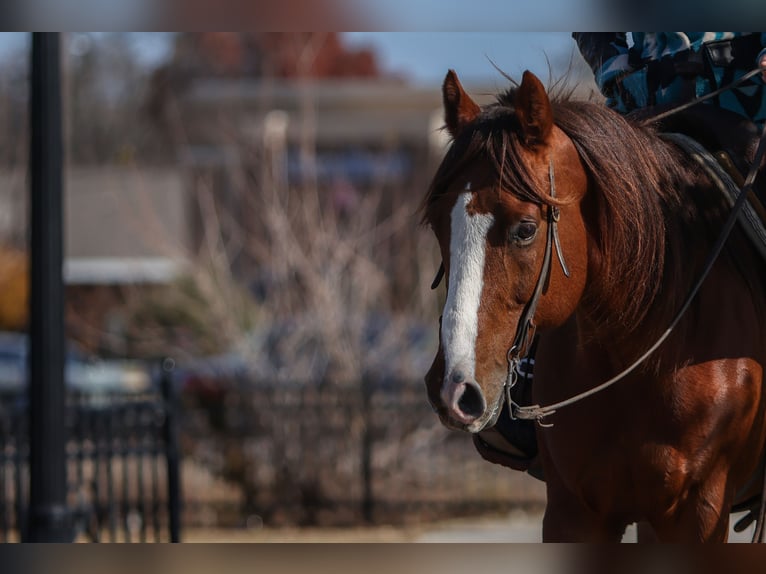 American Quarter Horse Ruin 9 Jaar 160 cm Donkere-vos in Joshua