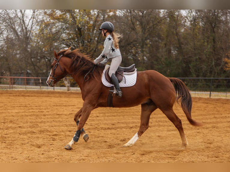 American Quarter Horse Ruin 9 Jaar 160 cm Donkere-vos in Joshua