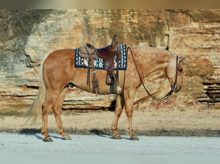 American Quarter Horse Ruin 9 Jaar 160 cm Palomino in Purdy