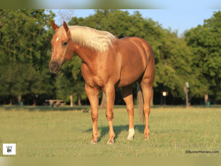 American Quarter Horse Ruin 9 Jaar 160 cm Palomino in Weatherford TX