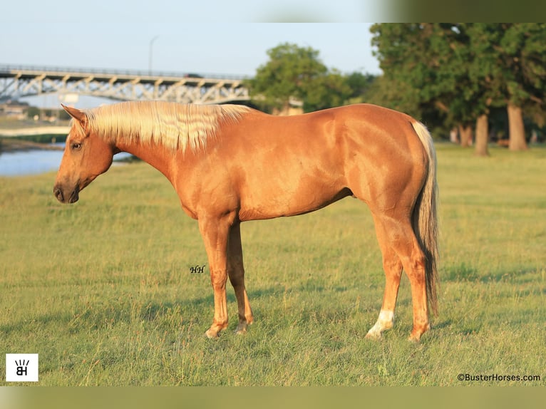 American Quarter Horse Ruin 9 Jaar 160 cm Palomino in Weatherford TX