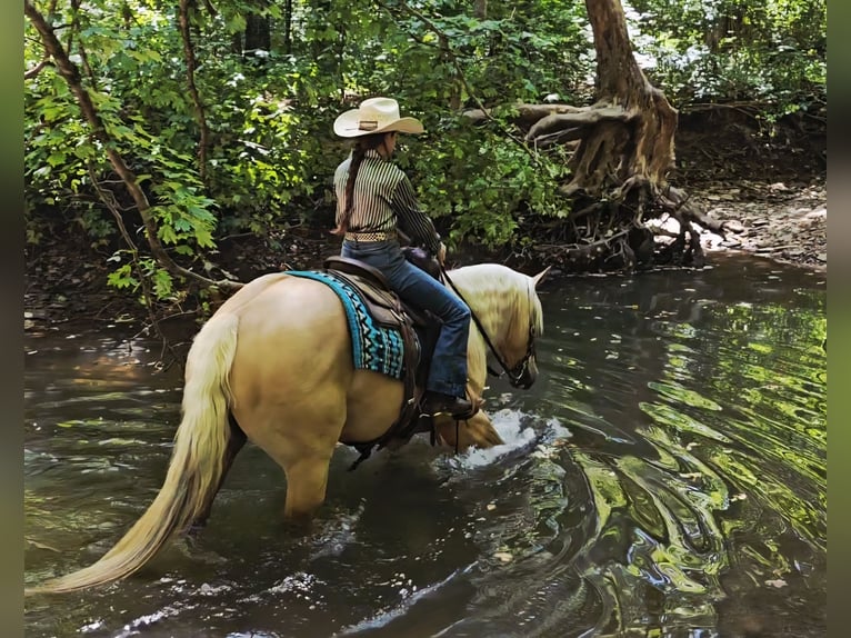 American Quarter Horse Ruin 9 Jaar 160 cm Palomino in Robards