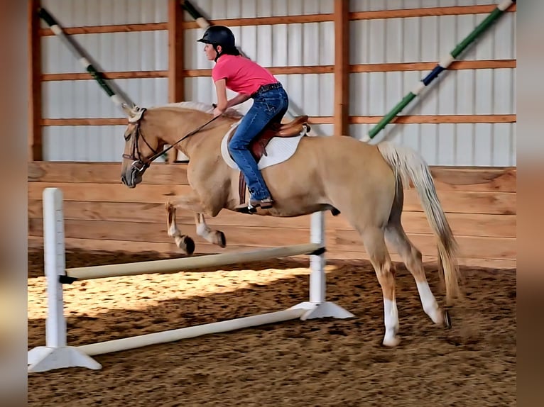 American Quarter Horse Ruin 9 Jaar 160 cm Palomino in Robards