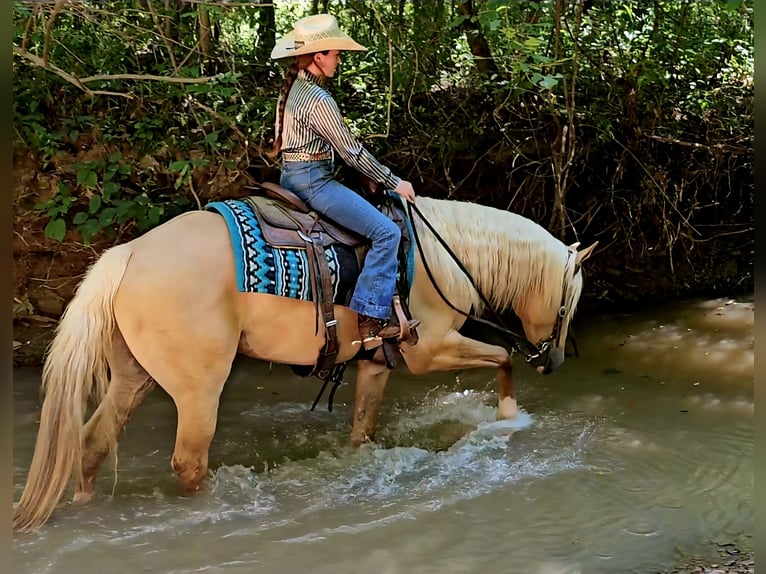 American Quarter Horse Ruin 9 Jaar 160 cm Palomino in Robards