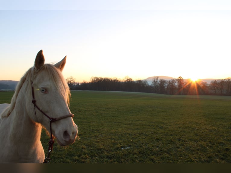 American Quarter Horse Ruin 9 Jaar 160 cm Perlino in Bad Karlshafen