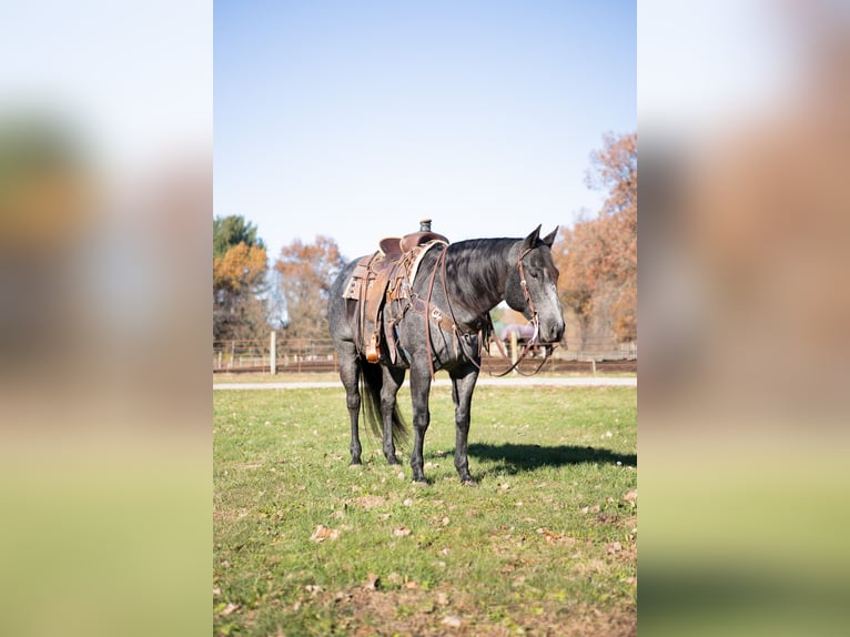 American Quarter Horse Ruin 9 Jaar 160 cm Roan-Blue in North Judson
