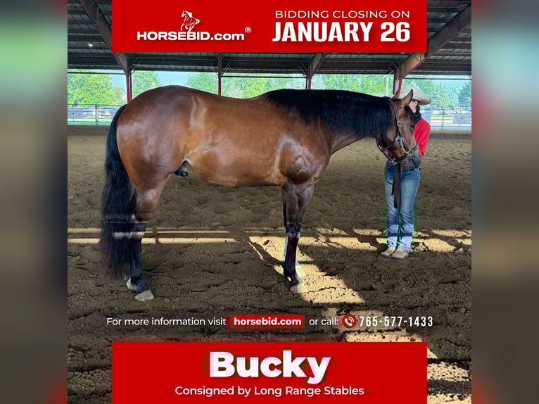 American Quarter Horse Ruin 9 Jaar 160 cm Roodbruin in Danville