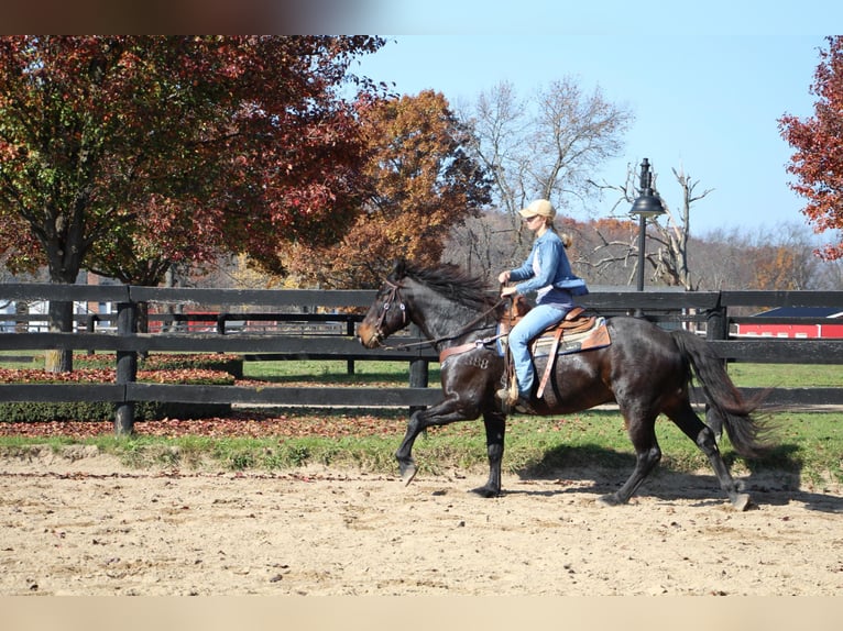 American Quarter Horse Ruin 9 Jaar 160 cm Roodbruin in Highland MI