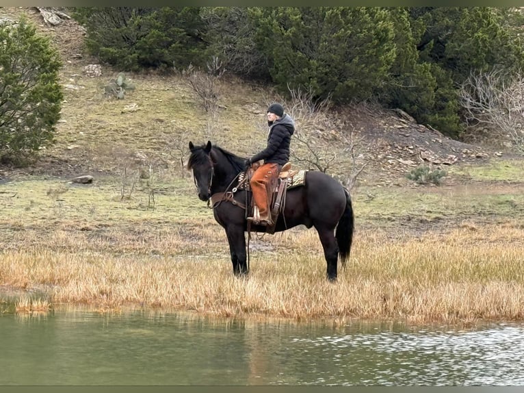 American Quarter Horse Ruin 9 Jaar 160 cm Zwart in Jacksboro