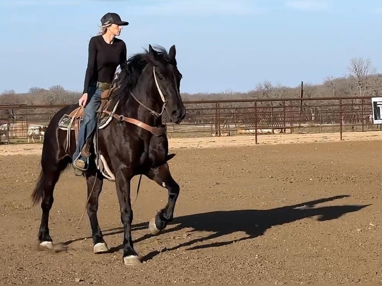 American Quarter Horse Ruin 9 Jaar 160 cm Zwart in Jacksboro