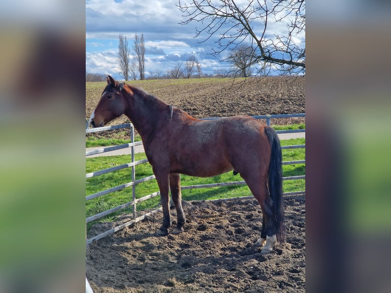 American Quarter Horse Ruin 9 Jaar 161 cm Bruin in Titisee-Neustadt