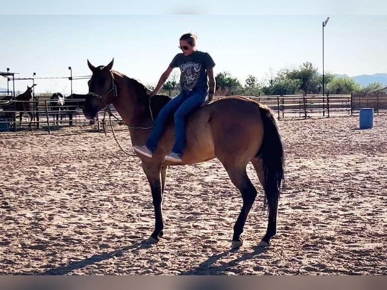 American Quarter Horse Ruin 9 Jaar 163 cm Buckskin in Marana AZ