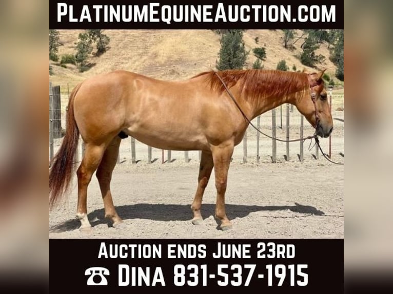 American Quarter Horse Ruin 9 Jaar 163 cm Falbe in Paicines CA